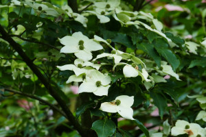 Cornus x venus  